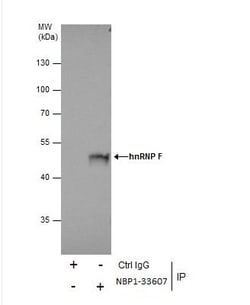 hnRNP F Antibody, Novus Biologicals 0.1mL; Unlabeled:Antibodies, Polyclonal