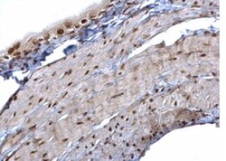 hnRNP K Antibody, Novus Biologicals 0.1mg; Unlabeled:Antibodies, Polyclonal