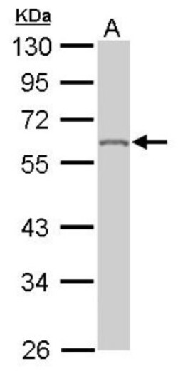 hnRNP K Antibody, Novus Biologicals 0.1mg; Unlabeled:Antibodies, Polyclonal