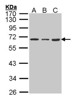 hnRNP K Antibody, Novus Biologicals 0.1mg; Unlabeled:Antibodies, Polyclonal