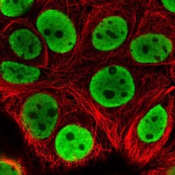 hnRNP L Antibody, Novus Biologicals:Antibodies:Primary Antibodies