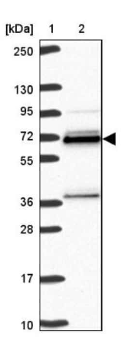 hnRNP L Antibody, Novus Biologicals:Antibodies:Primary Antibodies