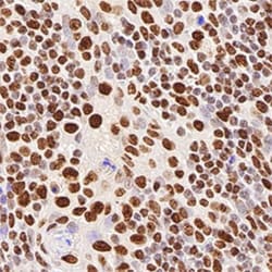 hnRNP M Antibody (2A6), Novus Biologicals 0.1mL; Unlabeled:Antibodies,