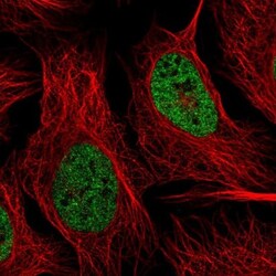 hnRNP-R Antibody, Novus Biologicals 25 &mu;L; Unlabeled:Antibodies, Polyclonal