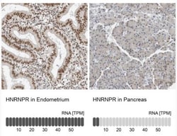 hnRNP-R Antibody, Novus Biologicals 25 &mu;L; Unlabeled:Antibodies, Polyclonal
