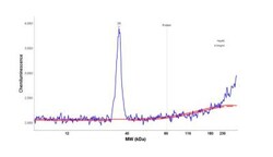 hydroxysteroid (17-beta) dehydrogenase 11 Antibody, Novus Biologicals 0.1mL;