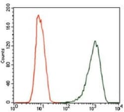 iNOS Antibody (4E5) - BSA Free, Novus Biologicals 0.025mL; Unlabeled:Antibodies,