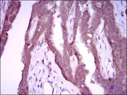 iNOS Antibody (4E5) - BSA Free, Novus Biologicals 0.025mL; Unlabeled:Antibodies,