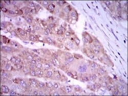 iNOS Antibody (4E5) - BSA Free, Novus Biologicals 0.025mL; Unlabeled:Antibodies,