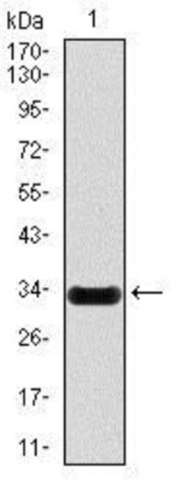 iNOS Antibody (4E5) - BSA Free, Novus Biologicals 0.025mL; Unlabeled:Antibodies,