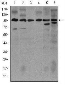 iNOS Antibody (4E5) - BSA Free, Novus Biologicals 0.025mL; Unlabeled:Antibodies,