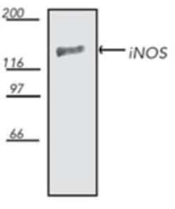 iNOS Antibody, Novus Biologicals 0.2 mg; Unconjugated:Antibodies, Polyclonal