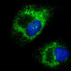 kinectin Antibody, Novus Biologicals 0.1mL; Unlabeled:Antibodies, Polyclonal