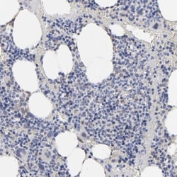 kinectin Antibody, Novus Biologicals 0.1mL; Unlabeled:Antibodies, Polyclonal