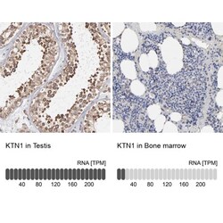 kinectin Antibody, Novus Biologicals 0.1mL; Unlabeled:Antibodies, Polyclonal