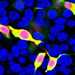mCherry Antibody, Novus Biologicals:Antibodies:Primary Antibodies