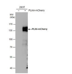 mCherry Antibody, Novus Biologicals 0.1mL:Antibodies, Polyclonal