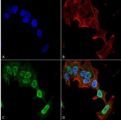 mGluR5/1a Antibody (S75-33), Novus Biologicals:Antibodies:Primary Antibodies