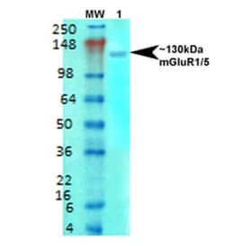 mGluR5/1a Antibody (S75-33), Novus Biologicals:Antibodies:Primary Antibodies