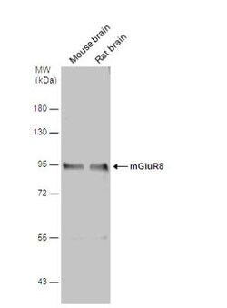 anti-mGluR8, Polyclonal, Novus Biologicals 0.1mL; Unlabeled:Antibodies,