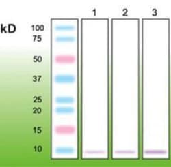 metallothionein Antibody (N11-G), Novus Biologicals 50uL; Unlabeled:Antibodies,