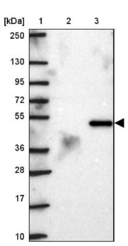 midA Antibody, Novus Biologicals 0.1mL; Unlabeled:Antibodies, Polyclonal
