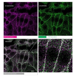 Novus Biologicals&trade;&nbsp;MolBoolean Mouse/Rabbit Assay Kit