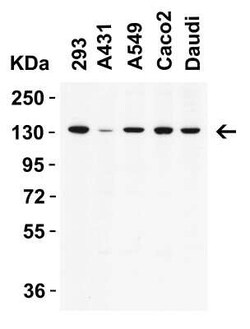 mtRNA polymerase Rabbit anti-Human, Mouse, Rat, Polyclonal, Novus Biologicals