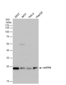 mtTFA Antibody, Novus Biologicals 0.1mL; Unlabeled:Antibodies, Polyclonal