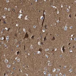 mu Crystallin Antibody, Novus Biologicals 0.1mL; Unlabeled:Antibodies,