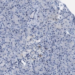 mu Crystallin Antibody, Novus Biologicals 0.1mL; Unlabeled:Antibodies,
