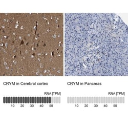 mu Crystallin Antibody, Novus Biologicals 0.1mL; Unlabeled:Antibodies,