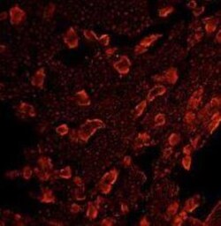 mu Opioid R/OPRM1 Antibody 0.05mL; Unlabeled:Antibodies, Polyclonal