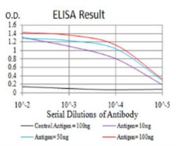 nNOS Antibody (2E11G6) - BSA Free, Novus Biologicals:Antibodies:Primary