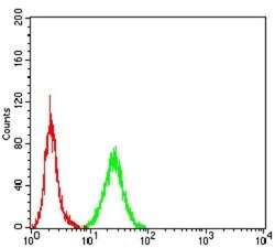 nNOS Antibody (2E11G6) - BSA Free, Novus Biologicals:Antibodies:Primary