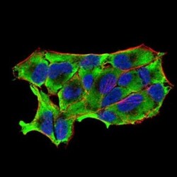 nNOS Antibody (2E11G6) - BSA Free, Novus Biologicals:Antibodies:Primary