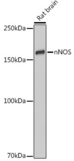 nNOS Rabbit anti-Human, Mouse, Rat, Clone: 5K9R2, Novus Biologicals 100 &mu;g | Buy Online | Novus Biologicals | Fisher Scientific