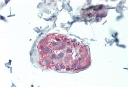nNOS Antibody, Novus Biologicals 0.1mg; Unlabeled:Antibodies, Polyclonal