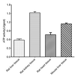 Novus Biologicals ATPase Activity Assay Kit (Colorimetric) 96 tester | Buy Online | Novus Biologicals&trade; | Fisher Scientific