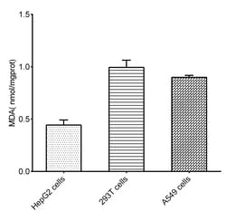 Novus Biologicals™ Malondialdehyde Assay Kit (Colorimetric)