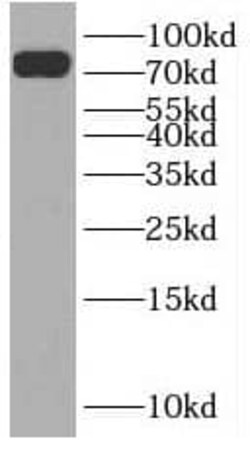SLC24A4 Antibody - BSA Free, Novus Biologicals 100 &mu;g | Buy Online | Novus Biologicals | Fisher Scientific