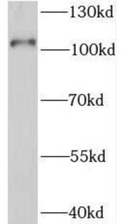 SIDT1 Antibody - BSA Free, Novus Biologicals 100 &mu;g | Buy Online | Novus Biologicals | Fisher Scientific