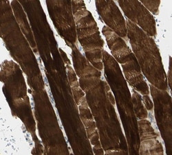 SHF Antibody - BSA Free, Novus Biologicals 100 &mu;g | Buy Online | Novus Biologicals | Fisher Scientific