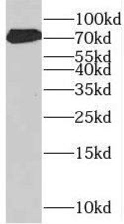 SF4 Antibody - BSA Free, Novus Biologicals 100 &mu;g | Buy Online | Novus Biologicals | Fisher Scientific