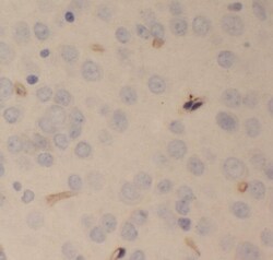 SCHIP1 Antibody - BSA Free, Novus Biologicals 100 &mu;g | Buy Online | Novus Biologicals | Fisher Scientific