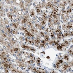 SCAP Antibody - BSA Free, Novus Biologicals 100 &mu;g | Buy Online | Novus Biologicals | Fisher Scientific