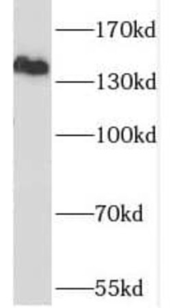 SCAP Antibody - BSA Free, Novus Biologicals 100 &mu;g | Buy Online | Novus Biologicals | Fisher Scientific