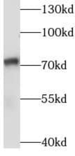 SASS6 Antibody - BSA Free, Novus Biologicals 100 &mu;g | Buy Online | Novus Biologicals | Fisher Scientific