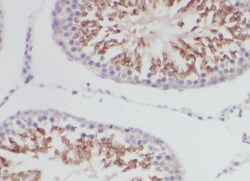 YTHDF2 Antibody - BSA Free, Novus Biologicals 100 &mu;g | Buy Online | Novus Biologicals | Fisher Scientific