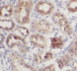WWC2 Antibody - BSA Free, Novus Biologicals 100 &mu;g | Buy Online | Novus Biologicals | Fisher Scientific
